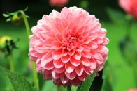 <p>There are 42 species of Dahlias and many glorious colours to choose from. New varieties are being bred and grown all the time.</p><p><a class="link " href="https://www.thompson-morgan.com/p/dahlia-variabilis-double-extreme/7628TM" rel="nofollow noopener" target="_blank" data-ylk="slk:BUY SEEDS;elm:context_link;itc:0;sec:content-canvas">BUY SEEDS</a></p><p><a class="link " href="https://www.flowerbx.com/sex-on-the-beach-dahlia" rel="nofollow noopener" target="_blank" data-ylk="slk:BUY FLOWERS;elm:context_link;itc:0;sec:content-canvas">BUY FLOWERS</a></p>