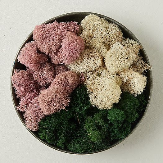 Preserved Reindeer Moss