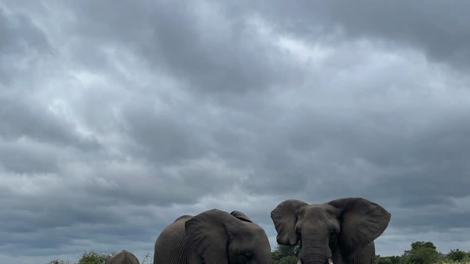 Elephants spotted on a game drive near Kruger Shalati: The Train on the Bridge in Kruger National Park. - Courtesy Kruger Shalati: The Train on the Bridge