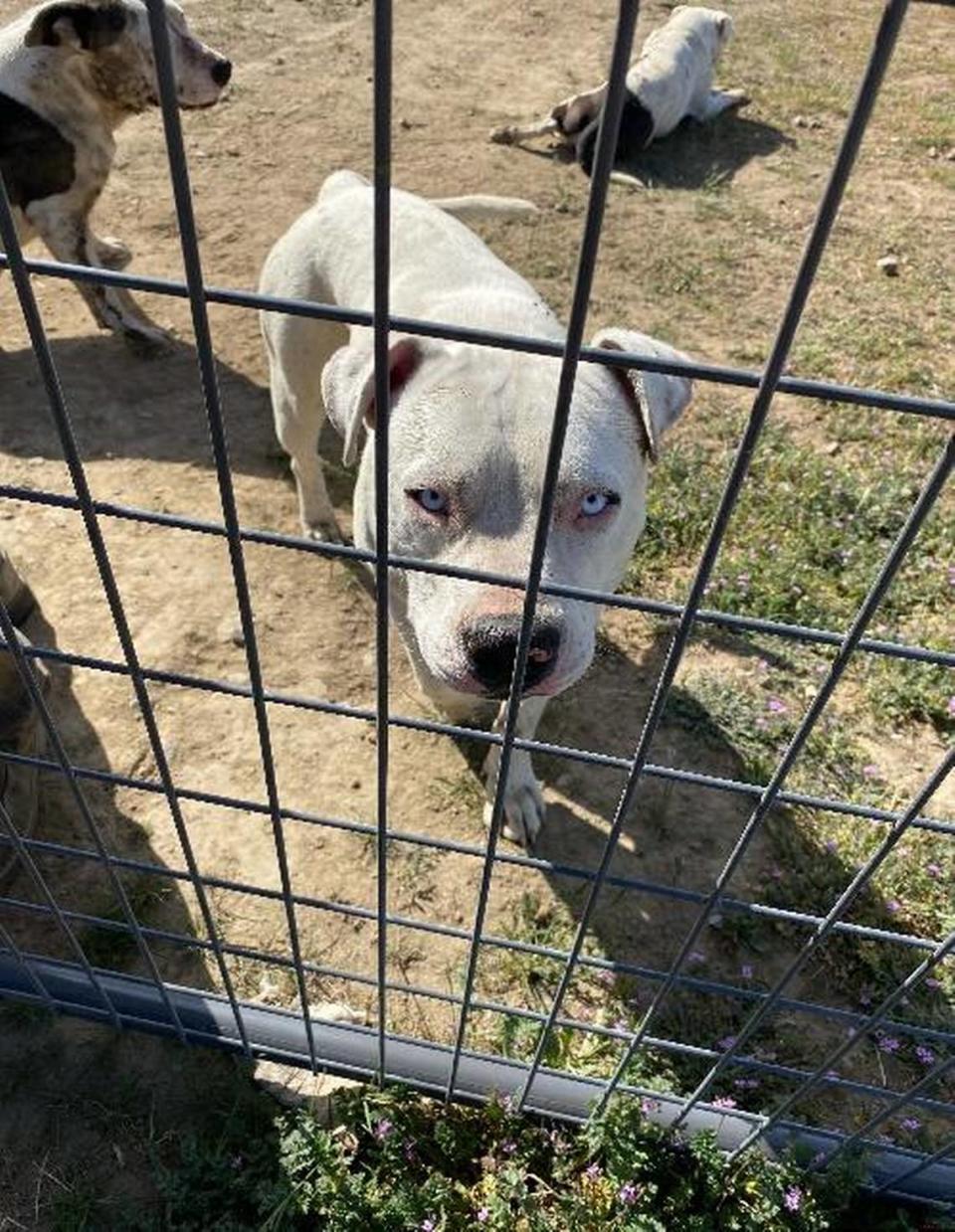 A pit bull involved in an attack on neighbors was taken by Benton County Animal Control. Only three of the seven dogs involved in the attack were taken. The others continued to try and attack neighbors for more than a year, according to police reports.