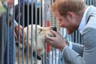 <p>Prince Harry gives a golden retriever some love during a walkabout in Sussex.</p>