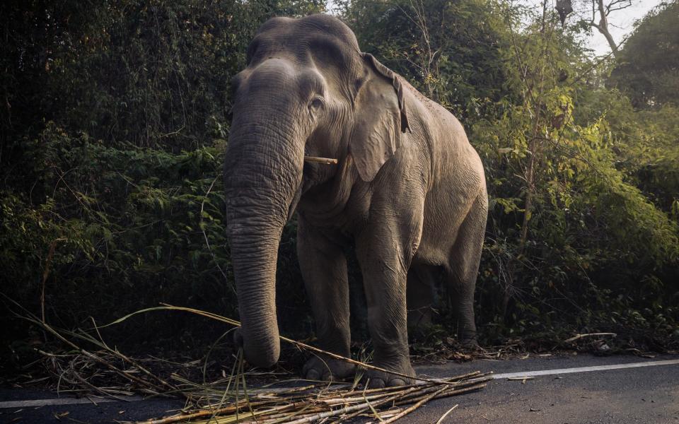 A wild male Asian elephant eats sugar cane which he grabbed from a passing truck on the side of the road in the Khao Ang Rue Nai Wildlife Preserve Area