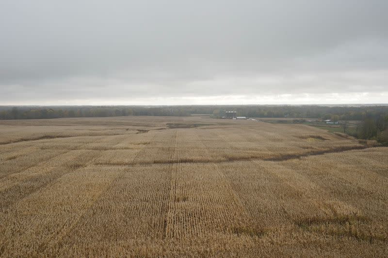 A cornfield on the Hodgen Farm In Roachdale
