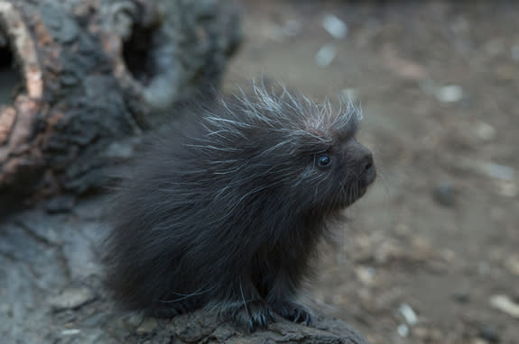 This North American porcupine pup was born at the Bronx Zoo's Children's Zoo shortly after it reopened after undergoing extensive renovations.