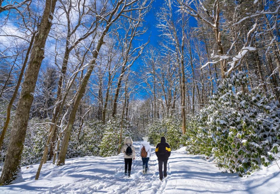 Family walking in snowy park. People hiking in the forest on a winter morning. Moses Cone Memorial Park, Blowing Rock, just off Blue Ridge Parkway, North Carolina, USA.