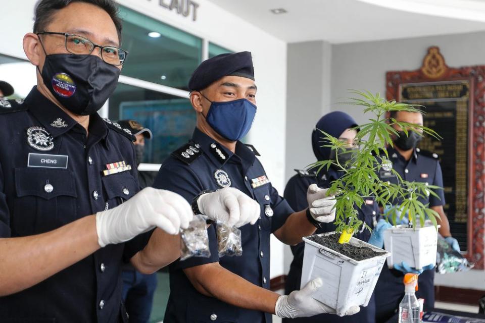 ACP Soffian Santong (middle) holds a cannabis plant seized during a recent raid at the Northeast district police station in George Town September 15, 2021. — Picture by Sayuti Zainudin