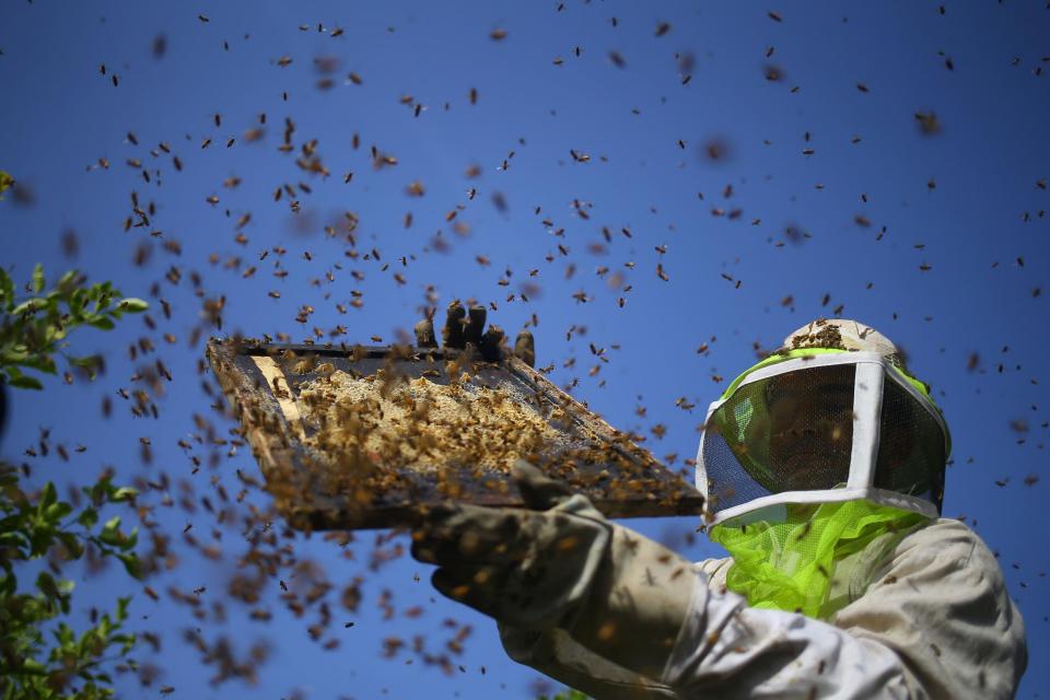 ‘If it weren’t for bees, I would have no fruits or vegetables in my garden – none’: AFP/Getty