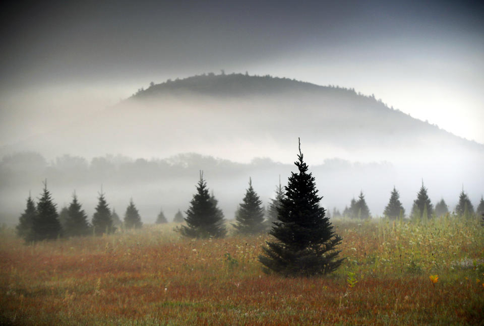 FILE - In this Sept. 27, 2017, file photo, fog drifts through a Christmas tree farm near Starks Mountain in Fryeburg, Maine. While the holiday season is a time of giving and thoughtfulness, it can also be a time of excess and waste. Americans throw away 25 percent more trash than usual between Thanksgiving and New Year’s, that’s about a million extra tons of garbage each week, according to the National Environmental Education Foundation (NEEF), a Washington, D.C.-based nonprofit group devoted to helping people to be more environmentally responsible. For holiday decorations, the Environmental Protection Agency recommends opting for a living tree that can be planted outdoors or eventually mulched. (AP Photo/Robert F. Bukaty, File)