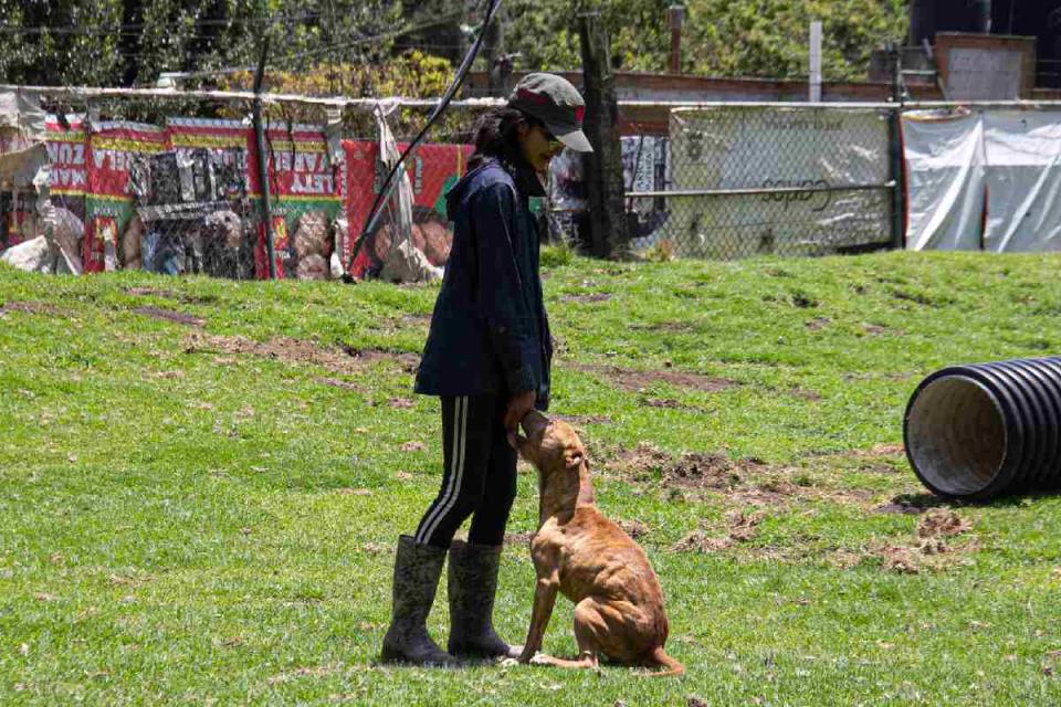 Duncan es un perrito pitbull rescatado del maltrato extremo por la Fundación Toby. (Foto: Sharenii Guzmán | @shareniiguzman | Animal Político - Animal MX)