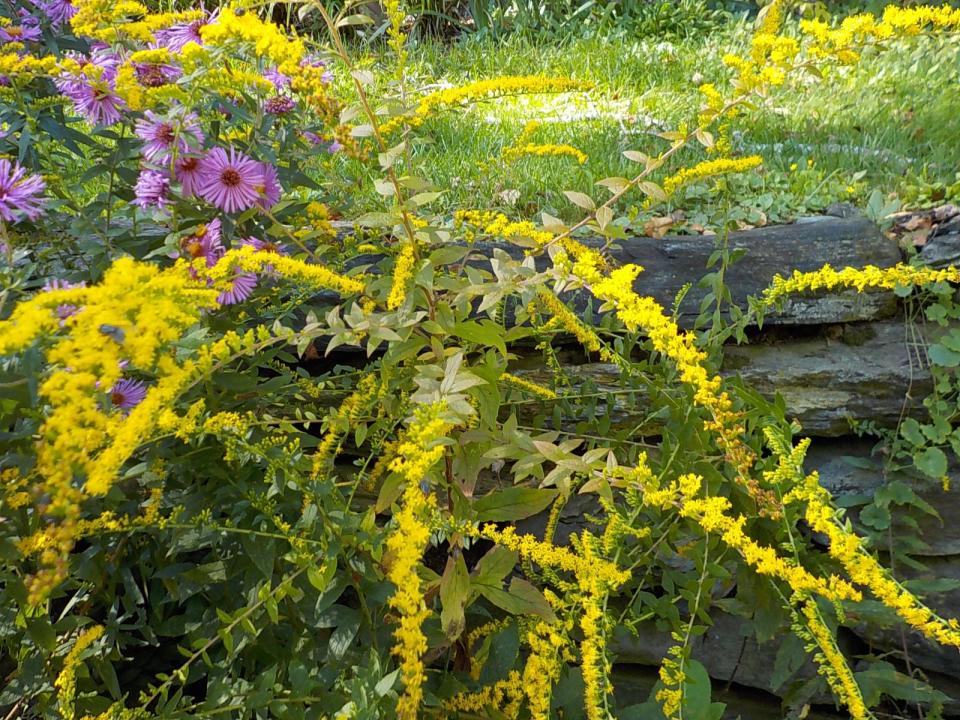 "Fireworks" goldenrod is a good native shrub that will help reduce the footprint of your lawn without taking over the garden.