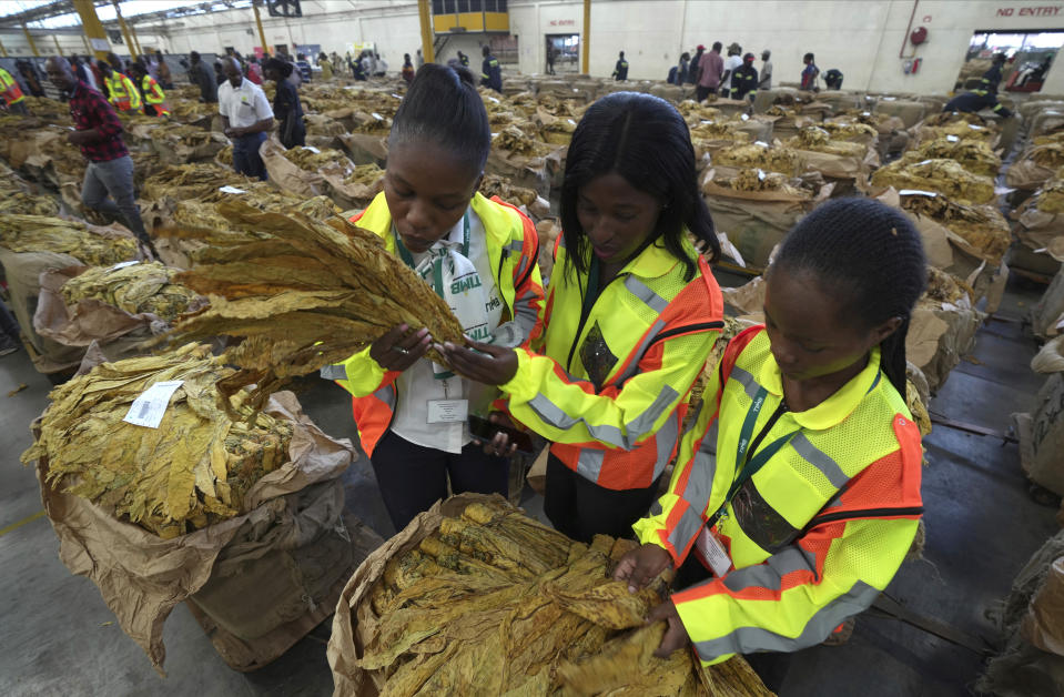 Workers at the tobacco auction floors inspect the crop during the opening of the tobacco selling season in Harare, Zimbabwe, Wednesday, March 13, 2024. Zimbabwe one of the worlds largest tobacco producers, on Wednesday opened its tobacco selling season. Officials and farmers said harvests and the quality of the crop declined due to a drought blamed on climate change and worsened by the El Niño weather phenomenon.(AP Photo/Tsvangirayi Mukwazhi)