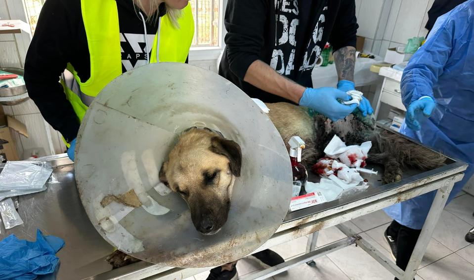 An international animal rescue team that included Mike Merrill of Jacksonville visited earthquake-ravaged Turkey and found this dog at a shelter near death with a badly damaged and infected leg. The team demanded the shelter perform surgery and assisted in the procedure, even though staff threatened to call authorities. The dog's leg was amputated.