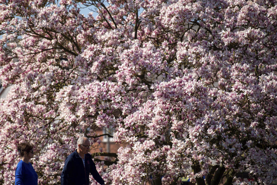 People walk by a blooming tree on a fine spring day in Stratford-upon-Avon, England, Sunday April 4, 2021. During current coronavirus restrictions people are allowed to meet up and exercise in the open air. (Jacob King/PA via AP)