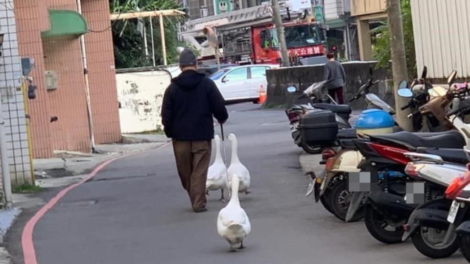 在地人說3鵝由一名阿公飼養，在當地相當有名。（圖／翻攝自「新竹爆料公社」臉書）