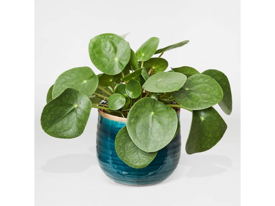 Indoor plants have proven psychological benefits and this budget-friendly style is low-maintenance tooPatch Plants