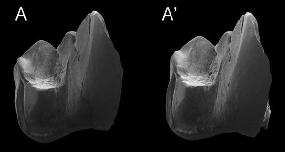 Stereophotographs of a lower molar of the new hypercarnivorous marsupial <em>Whollydooleya tomnpatrichorum</em>.