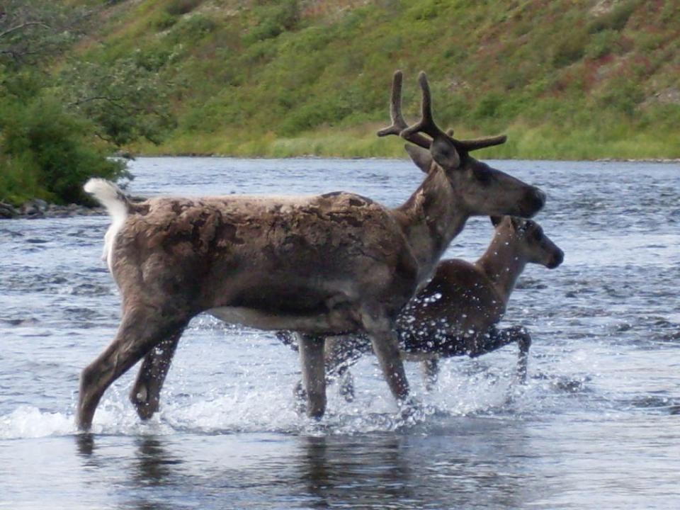 Caribou cross the Kanektok River in the Togiak National Wildlife Refuge on Aug. 25, 2009. The Mulchatna caribou herd, which ranges in the refuge, has declined sharply since the 1990s. (Photo by Allen Miller/U.S. Fish and Wildlife Service)