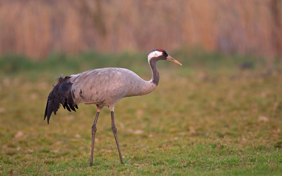 Common crane