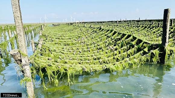 漁民發現絲藻大量繁生覆蓋蚵索造成牡蠣開口大量死亡，漁民損失慘重。（記者方一成攝）