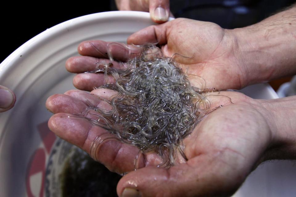 Baby eels, called elvers, are caught in Maritime rivers each spring and exported to Asia where they are grown to maturity for food. (Robert F. Bukaty/The Associated Press - image credit)