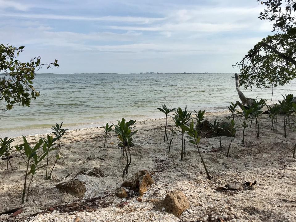 A mangrove restoration from a few years before Hurricane Ian. The Sanibel-Captiva Conservation Foundation has seen mangrove regrowth in the year since Hurricane Ian hit in September 2022.