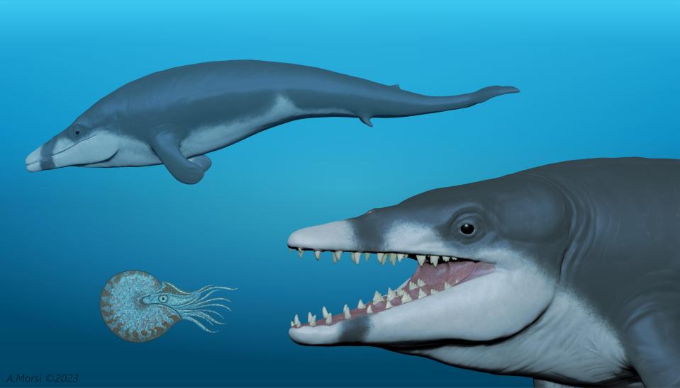 An artist’s reconstruction of an ancient species of whale discovered in Egypt, estimated to have been about 8 feet long and weigh about 400 pounds. They lived 41 million years ago. The drawing shows two individuals of the extinct basilosaurid whale, Tutcetus rayanensis (the King Tut whale), with the foreground individual preying on a nautilid cephalopod and another swimming in the background.