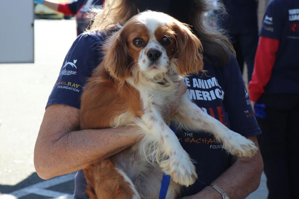 North Shore Animal League Takes in Puppy Mill Rescues