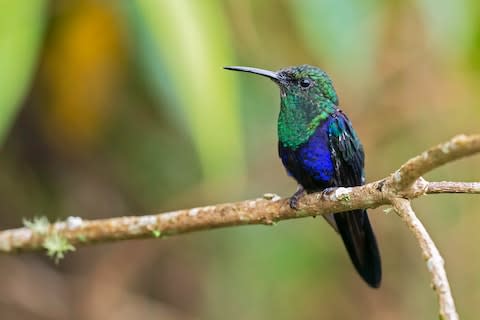 A crowned woodnymph - Credit: GETTY