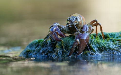   <span class="attribution"><a class="link " href="https://www.shutterstock.com/image-photo/signal-crayfish-pacifastacus-leniusculus-527341456" rel="nofollow noopener" target="_blank" data-ylk="slk:Marek R. Swadzba/Shutterstock;elm:context_link;itc:0;sec:content-canvas">Marek R. Swadzba/Shutterstock</a></span>