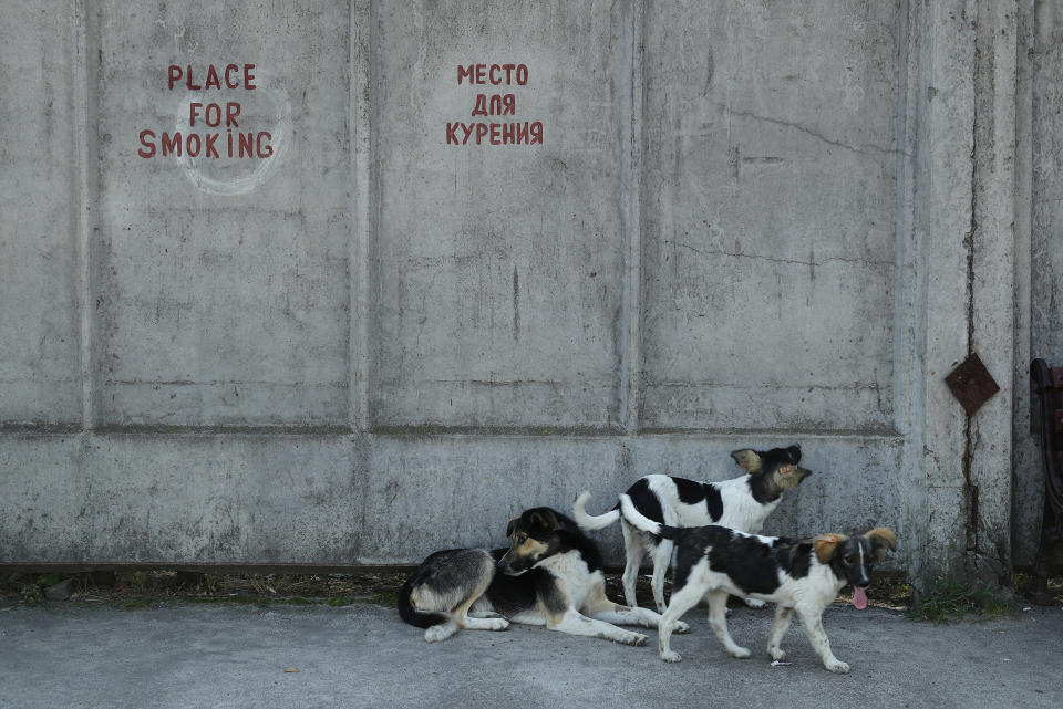 <p>Tagged stray dogs lounge outside a cafeteria at the Chernobyl nuclear power plant on Aug. 19, 2017, near Chernobyl, Ukraine. (Photo: Sean Gallup/Getty Images) </p>