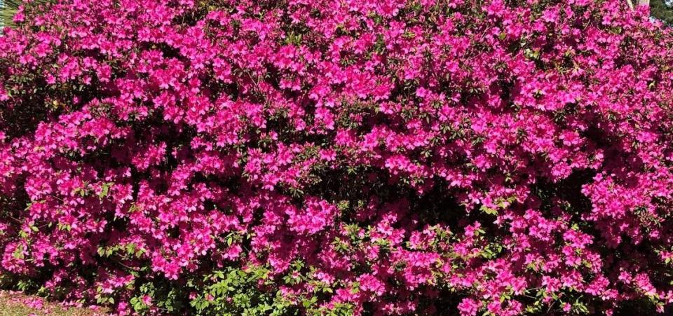 James Collard compartió esta foto de un arbusto de azaleas en flor en su jardín de Hilton Head Island.