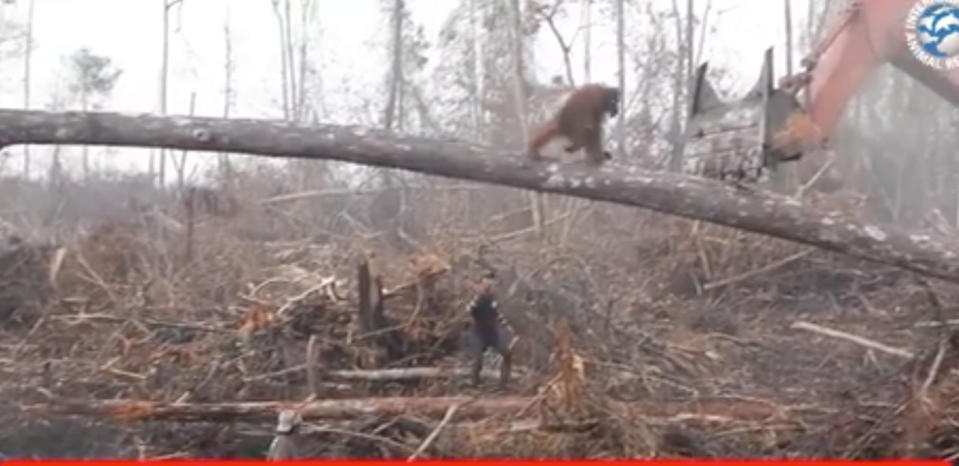 The orangutan can be seen running across a horizontal tree branch and reaching up to grab the excavator bucket. Photo: Facebook/ International Animal Rescue