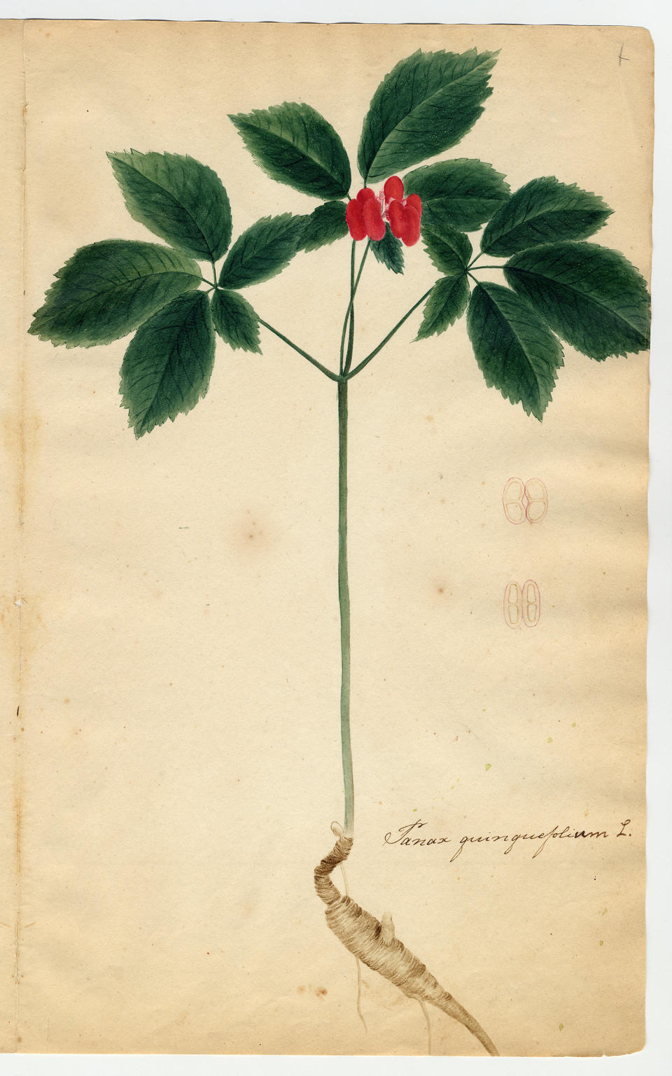 "Herbarium parvum, pictum" (1817&ndash;1821) by Orra White Hitchcock. (Photo: Amherst College Archives & Special Collections)