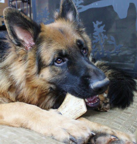 Ears Up for Antler Chews