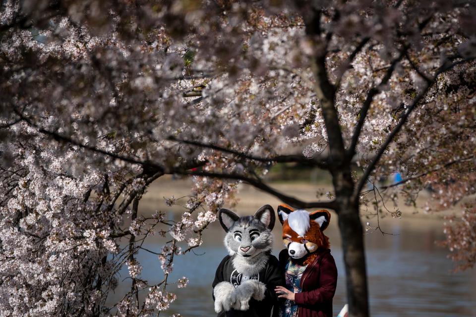 People dressed as "furries" walk under blooming cherry trees along the Tidal Basin on April 5, 2021, in Washington, D.C.