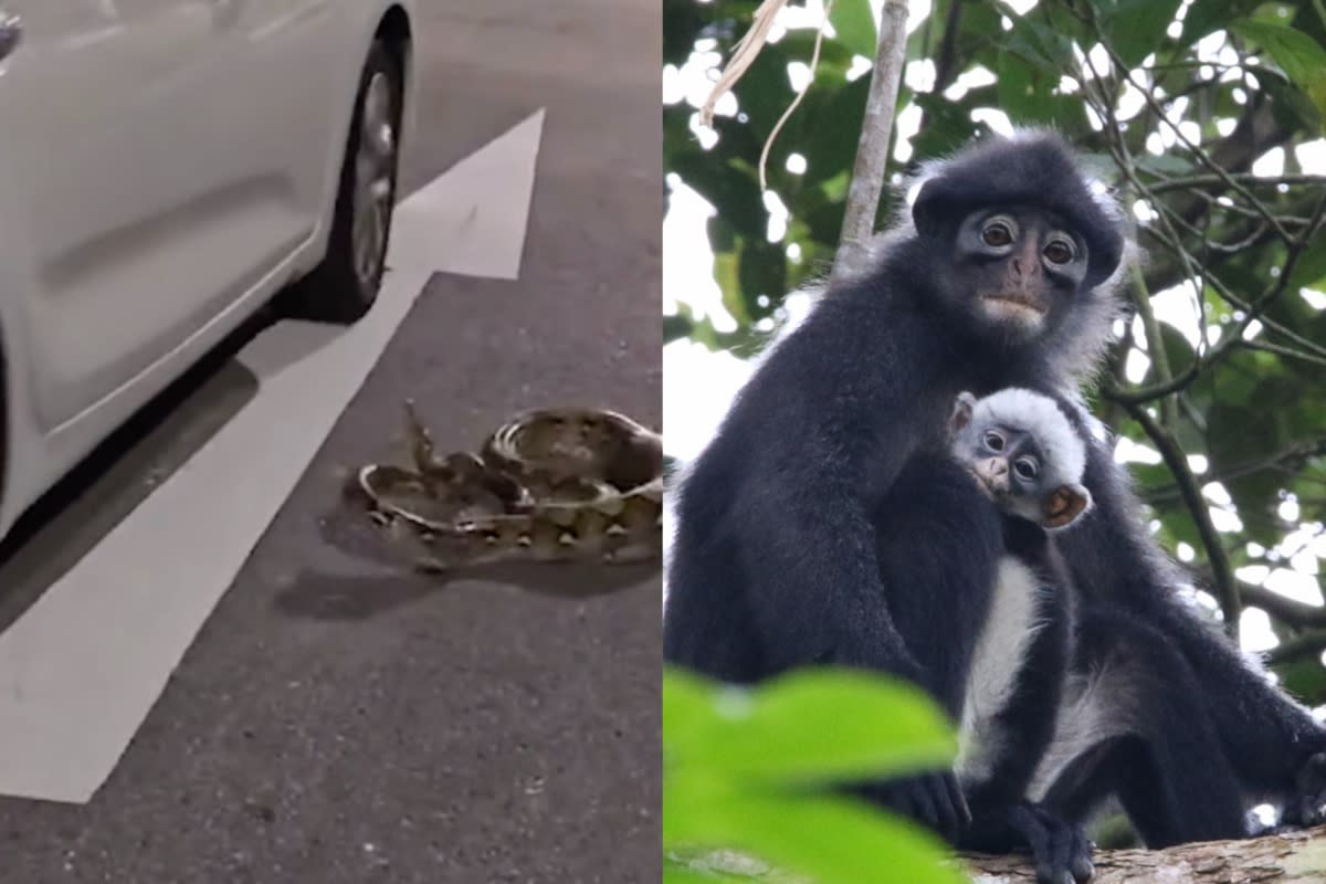 Singaporeans are starting to show more care for the animal inhabitants on the island such as the python and the Raffles banded langur. (PHOTOS: YouTube/Yahoo News Singapore)