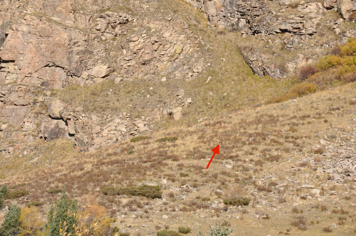 ‘Bigfoot’ spotted walking on mountainside in rural Colorado (Shannon Parker/ Facebook)