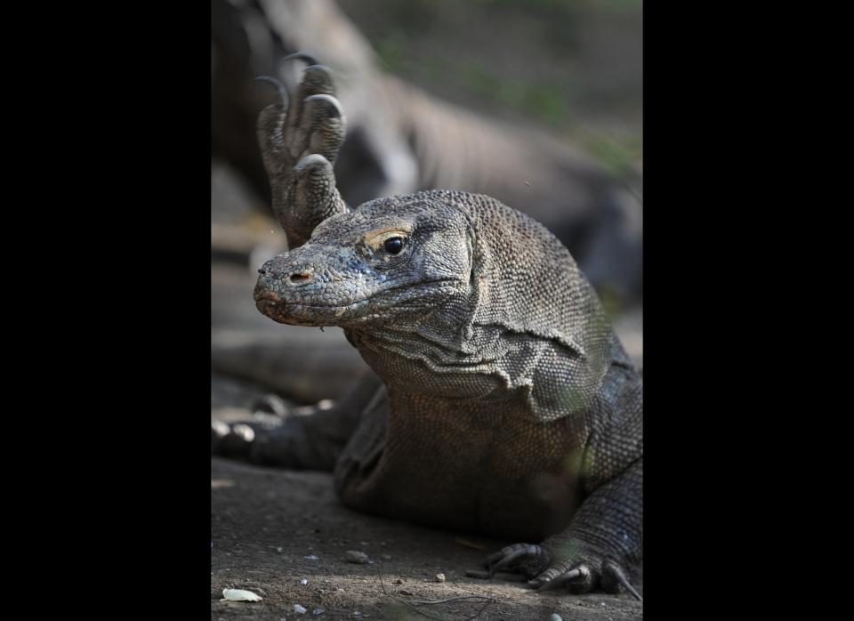 In 2006, scientists discovered that two komodo dragons, the world's largest lizard species, had <a href="http://news.bbc.co.uk/earth/hi/earth_news/newsid_9139000/9139971.stm" target="_hplink">produced eggs that developed without being fertilized by sperm.</a>