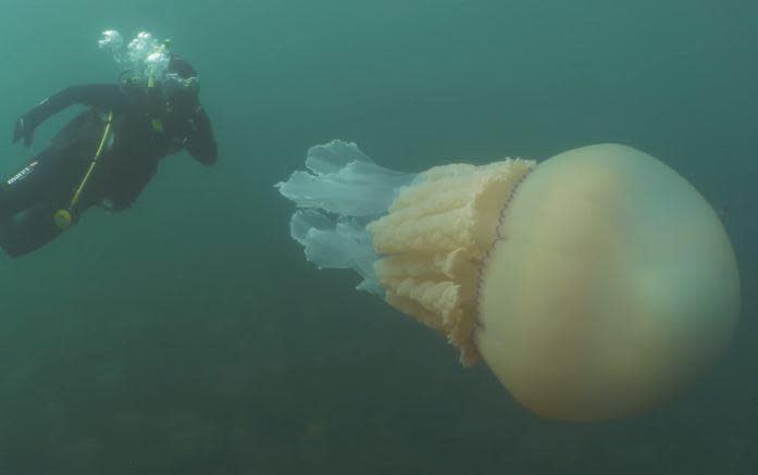 The divers spotted the jellyfish a few hundreds yards off shore from Falmouth's Silver Steps dive site (Lucy Daly/Dan Abbott)