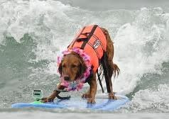 Be Who You Are, From Service Dog to Surfice Dog