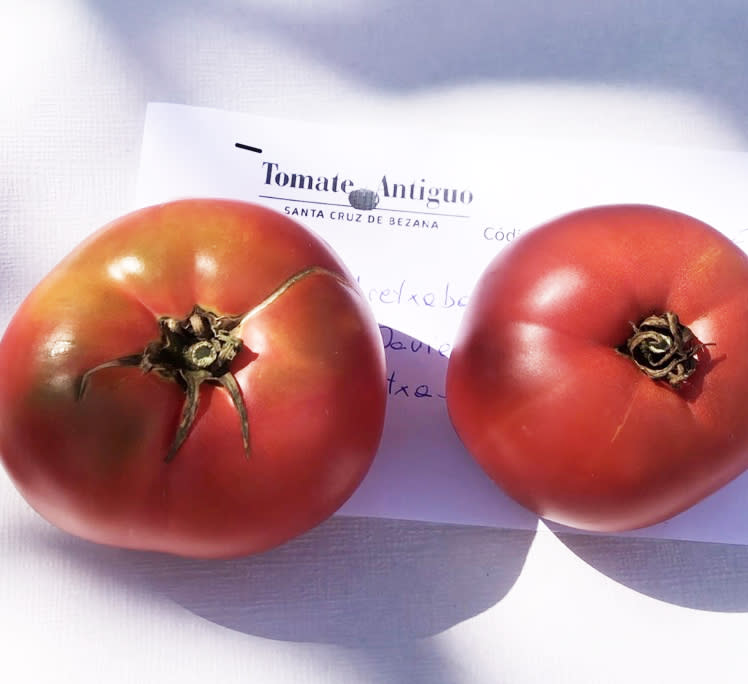 El tomate de Aretxabaleta, elegido el mejor de España. Foto: Feria Nacional del Tomate Antiguo de Bezana