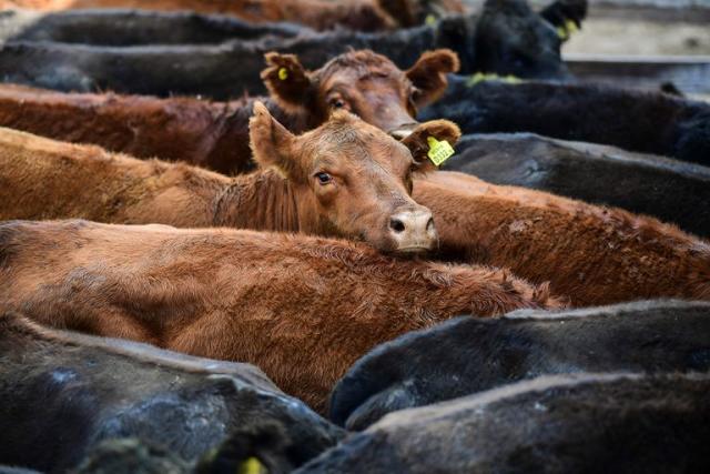 La suba del precio del ganado influyó en el incremento de los precios mayoristas en febrero