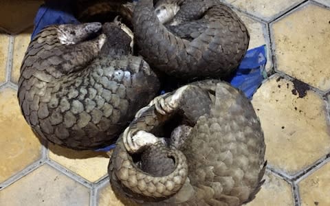 Pangolins are world's most trafficked mammal aside from humans - Credit: AFP