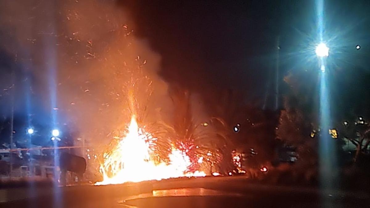 Iconic palm trees in trendy suburb ‘set on fire’