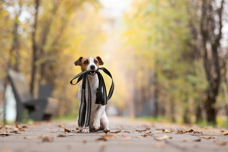 Un Jack Russell Terrier sujeta su correa en un parque - Getty