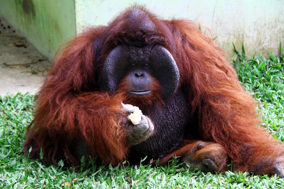 <p>According to reports, 200-500 orangutans from Indonesian Borneo enter the pet trade each year.</p> 