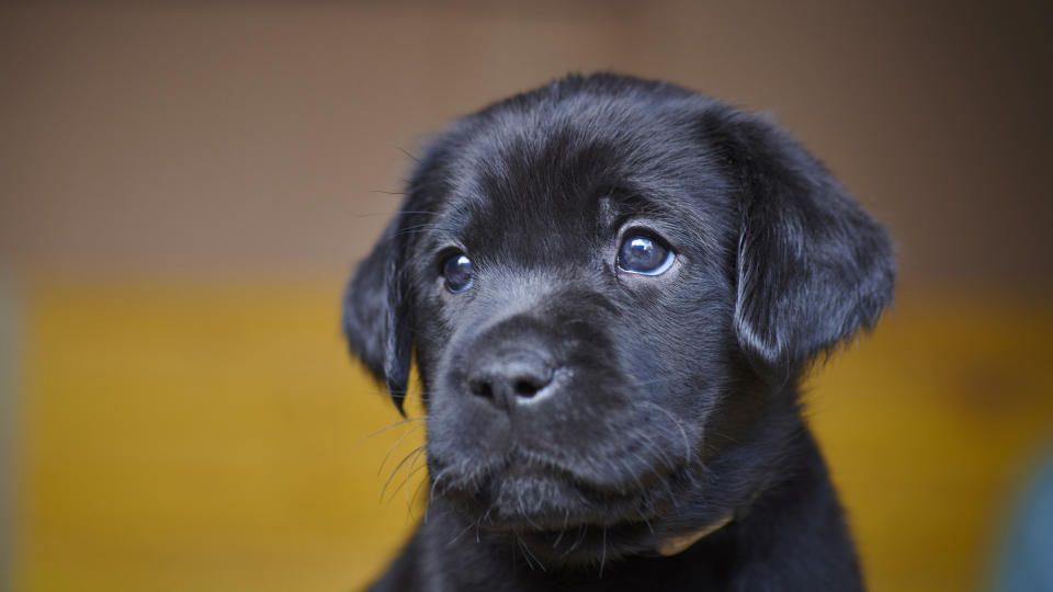 Black lab puppy eyes