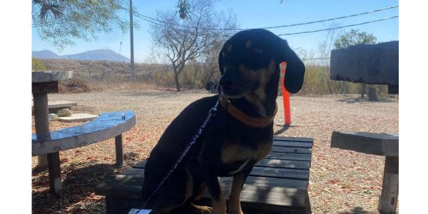 Hombres se hacen pasar por estudiantes para abandonar a un perrito en universidad de Tijuana 