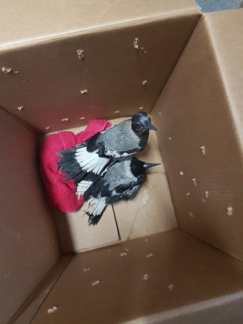 Two young magpies, on top of a red towel, inside an open box.