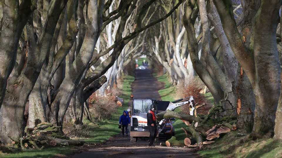 Workmen clear up as a number of trees in Northern Ireland made famous by the TV series Game Of Thrones were damaged by Storm Isha, January 22, 2024. - Liam McBurney/PA Images/Getty Images